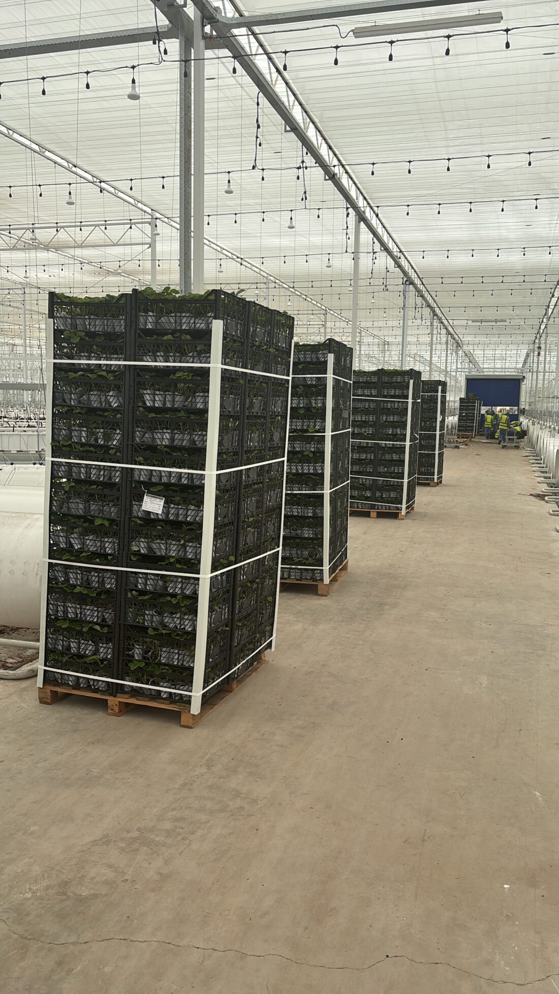 Project Ag Tech Abu Dhabi