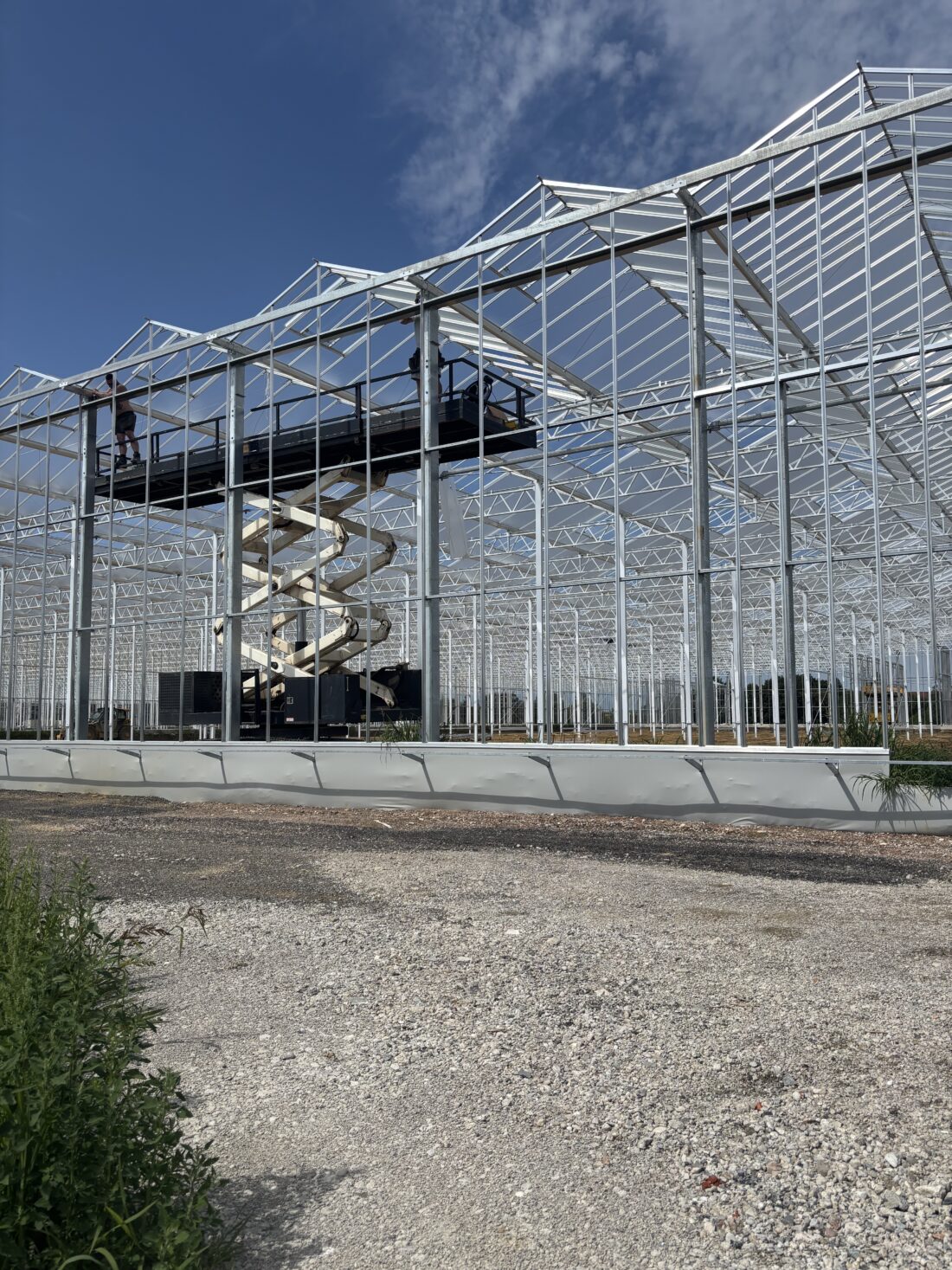 Project Steiner